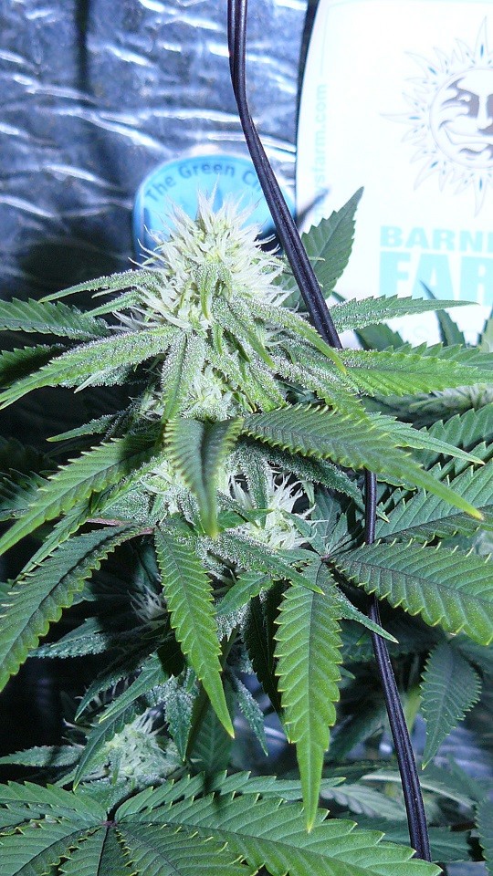 drobes 17 09 22 029