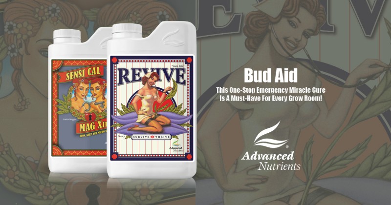 bud-aid-1200x630