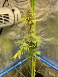 ss babies 33
