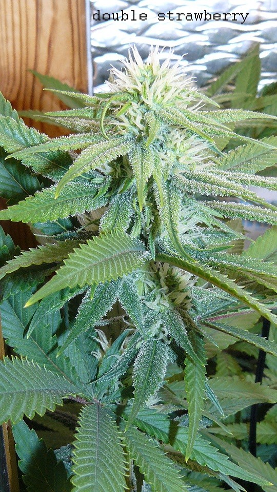 ds day 25 tangie 004