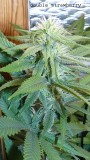 ds day 25 tangie 004