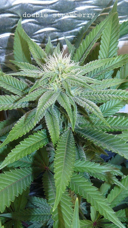 ds day 25 tangie 005