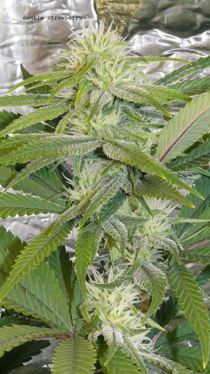 ds day 25 tangie 009