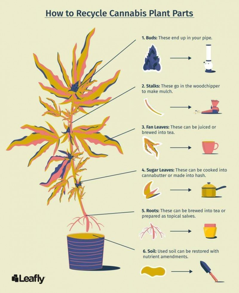 Uses for different parts of the cannabis plant