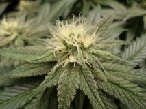 g13hazeclose