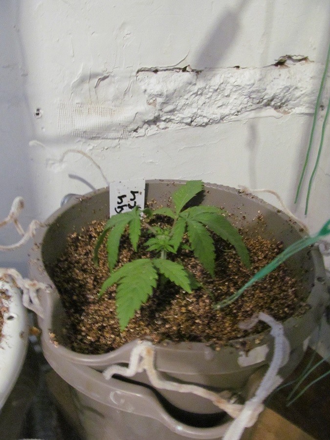 3v (3)