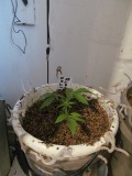 3v (4)