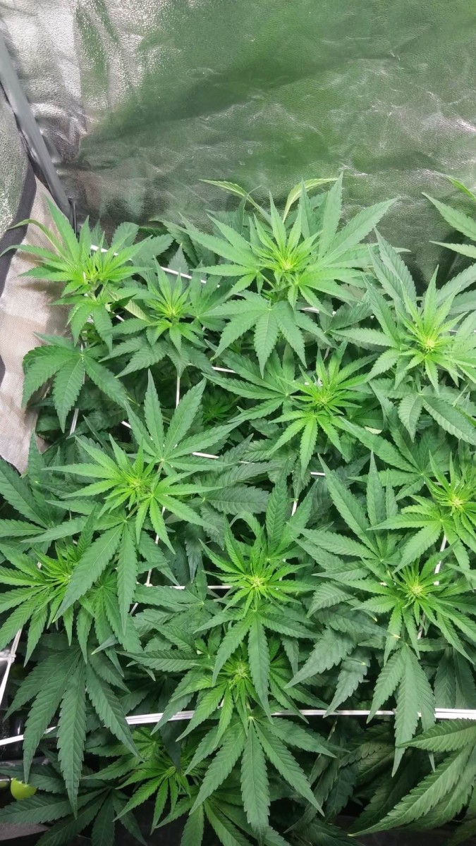 GROW WEEK 5
