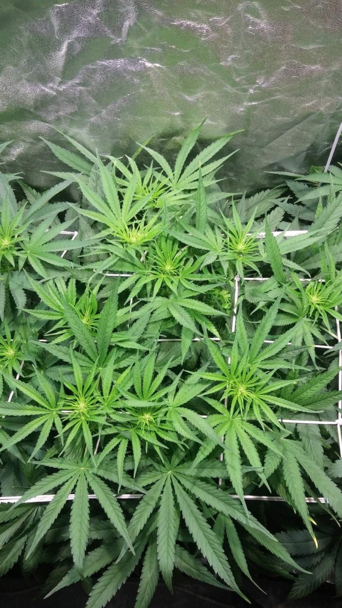 GROW WEEK 5