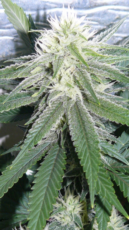 drobes cacti 25 9 22 006