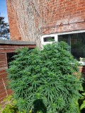 Agent Orange