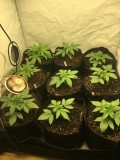 getting potted up day 15&16