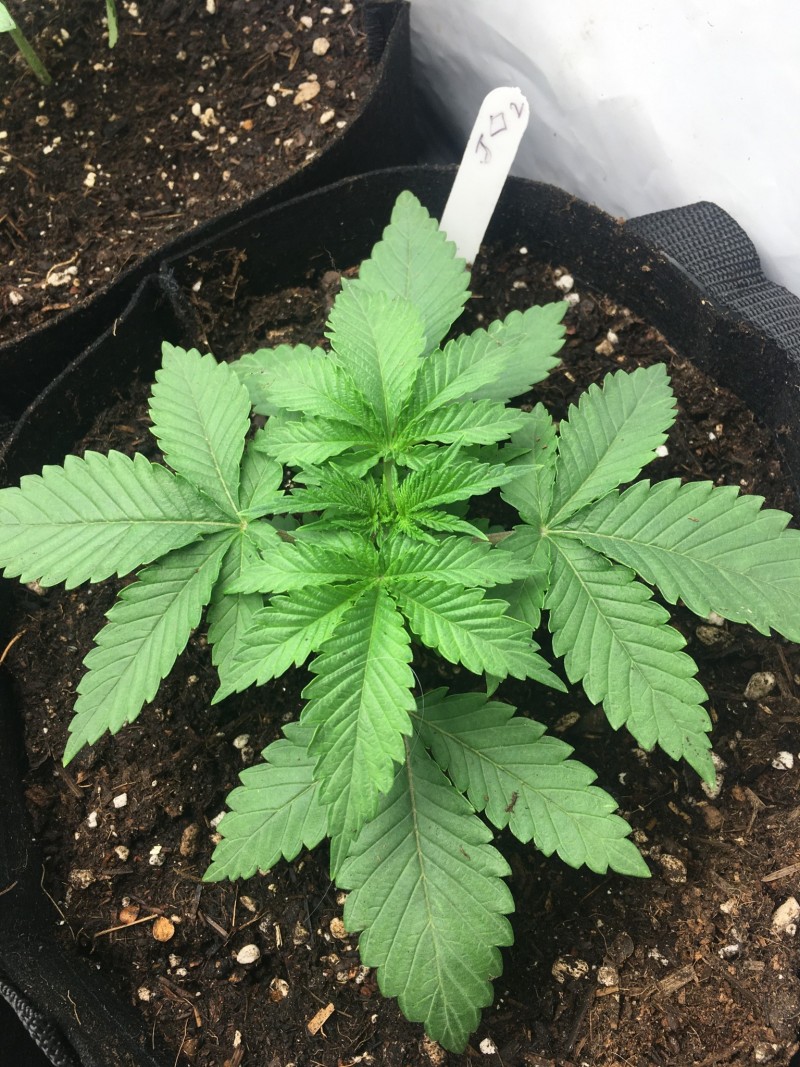 getting potted up day 15&16