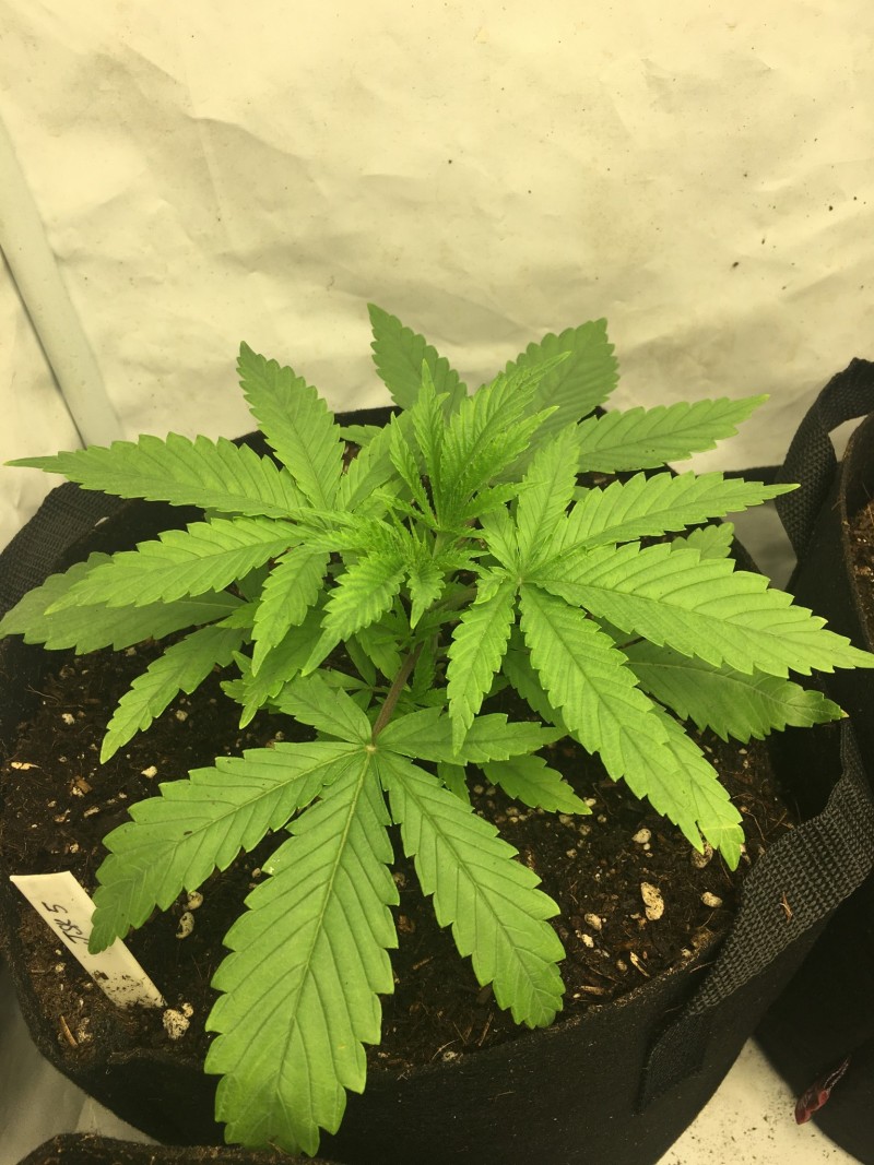 getting potted up day 15&16