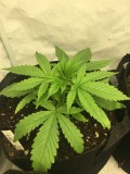 getting potted up day 15&16