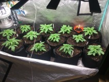 getting potted up day 15&16
