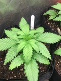 getting potted up day 15&16