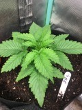 getting potted up day 15&16