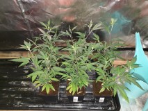 Agent Orange