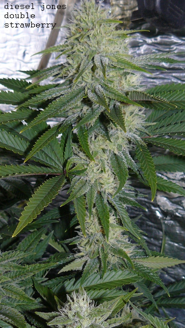 drobes 29 09 22 020