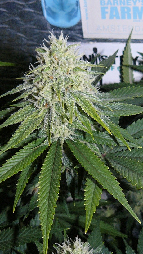 drobes 29 09 22 023