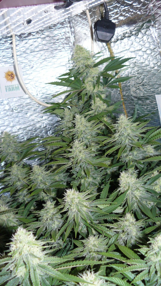 drobes 29 09 22 031