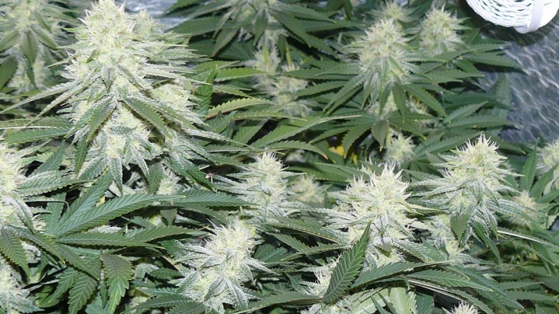 drobes 29 09 22 037