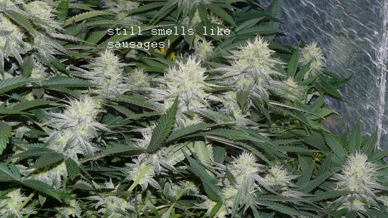 drobes 29 09 22 039