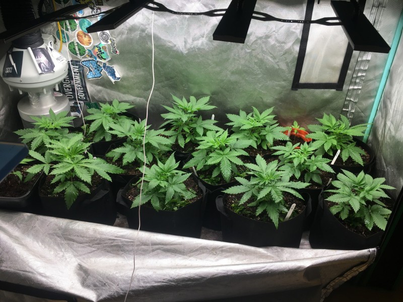 smileys testers flipped at day 20, pic day 21
