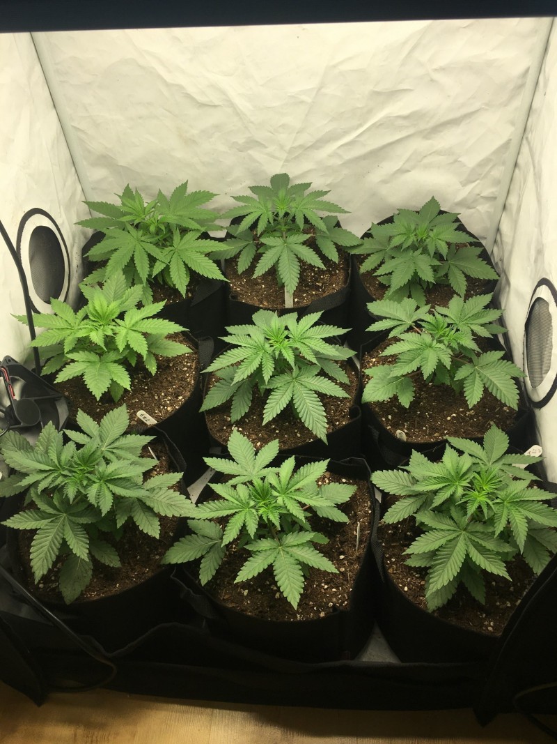 smileys testers flipped at day 20, pic day 21