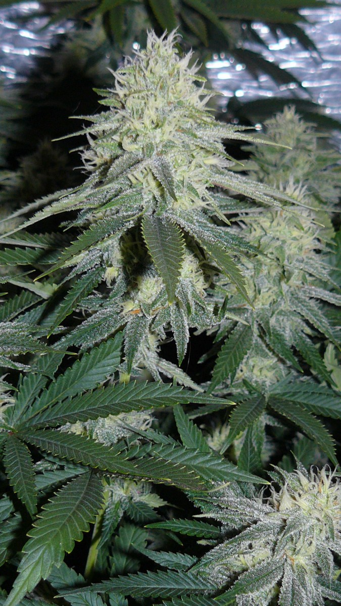 buds 003