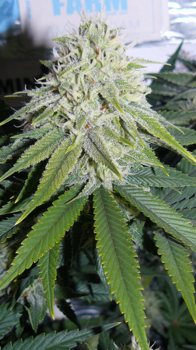 buds 006