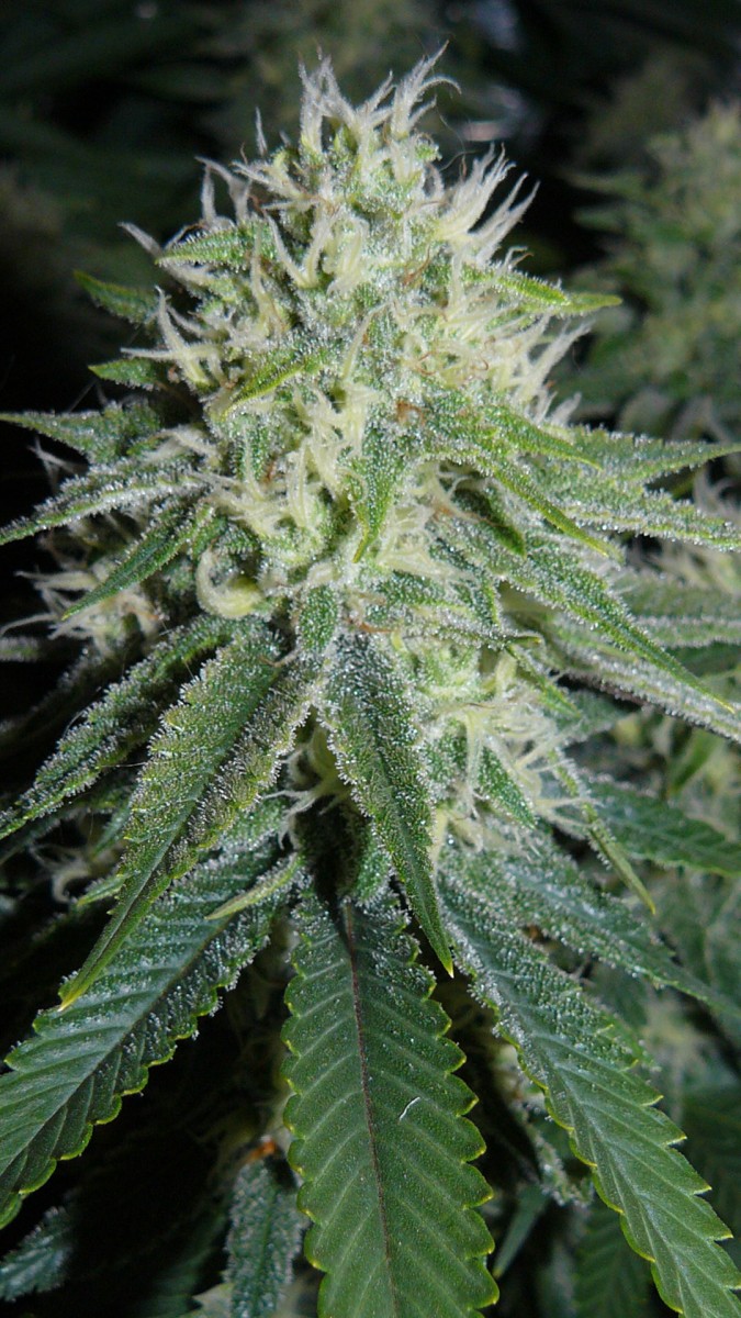 buds 008