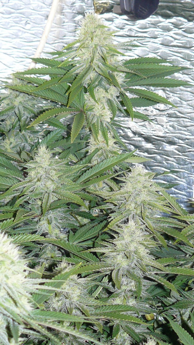 buds 012