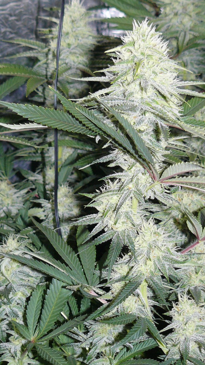 buds 013