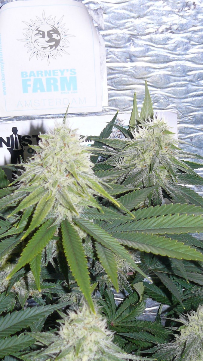 buds 018