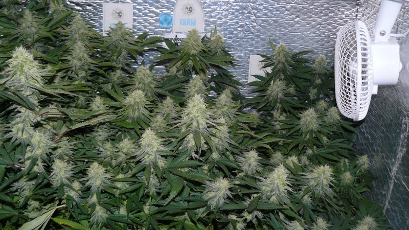 buds 022