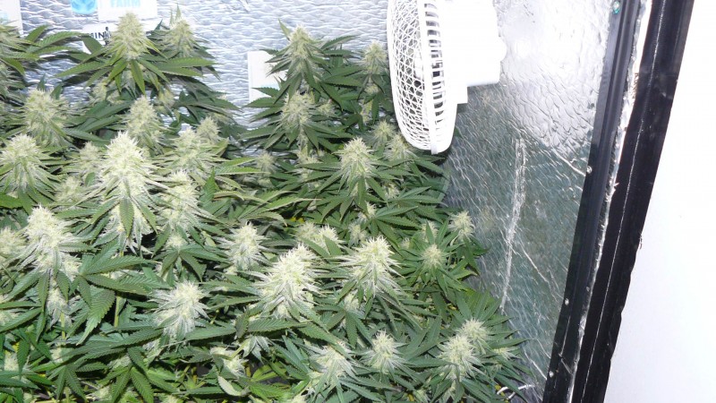 buds 023
