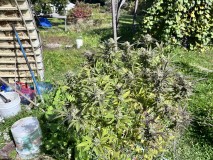 IMG_5306[1]