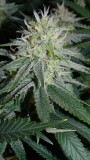 drobes 03 10 22 026