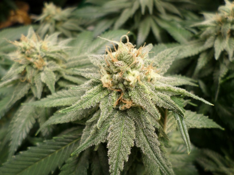g13hazewk7