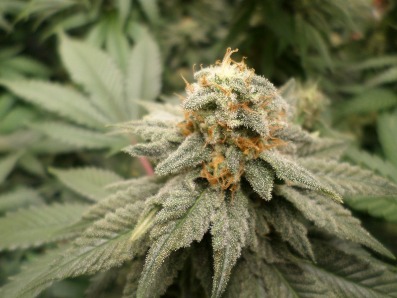 purphazewk7