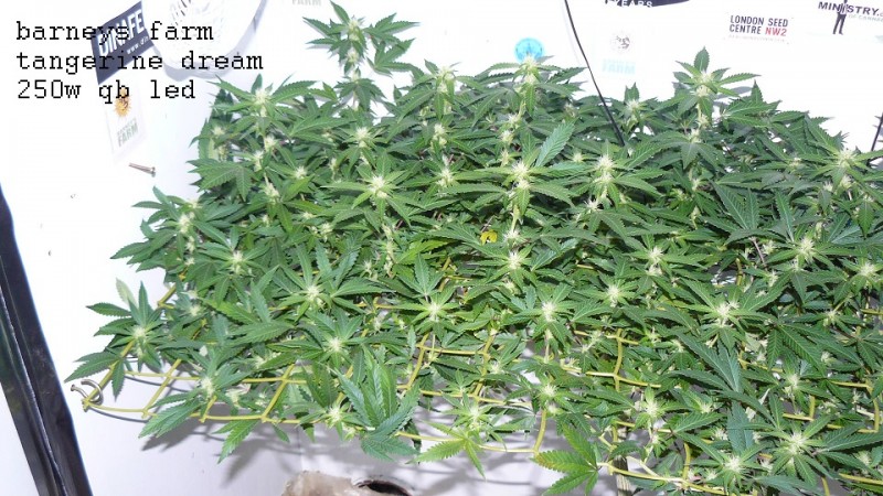 drobes 07 10 22 001