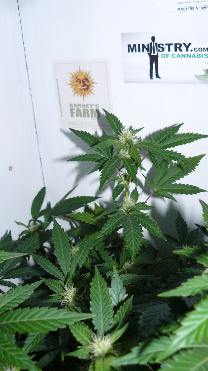drobes 07 10 22 008