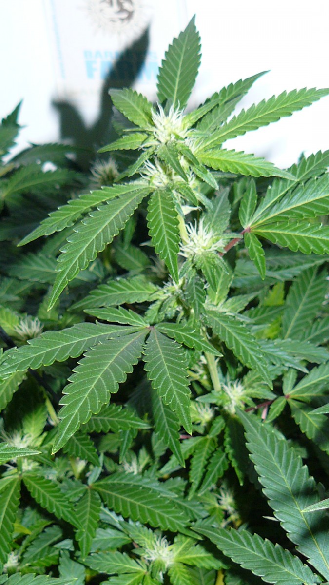 drobes 07 10 22 011