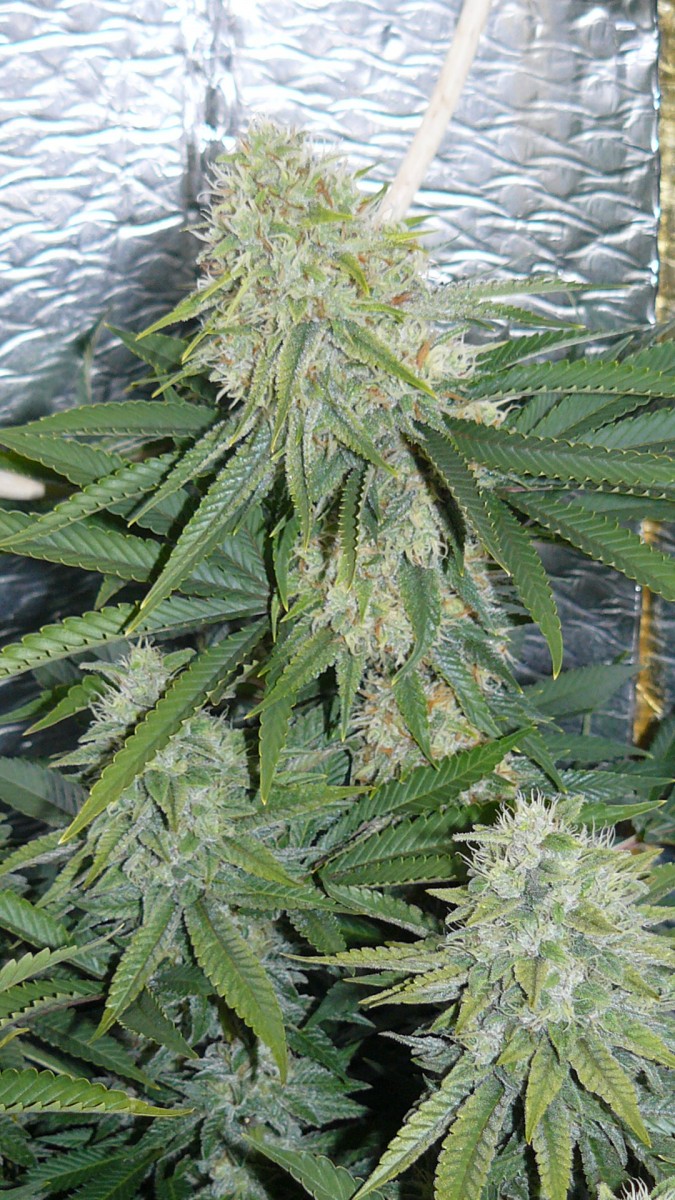 drobes 07 10 22 036