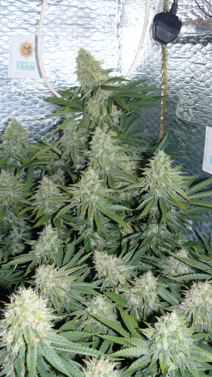 drobes 07 10 22 037