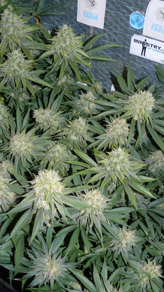 drobes 07 10 22 038