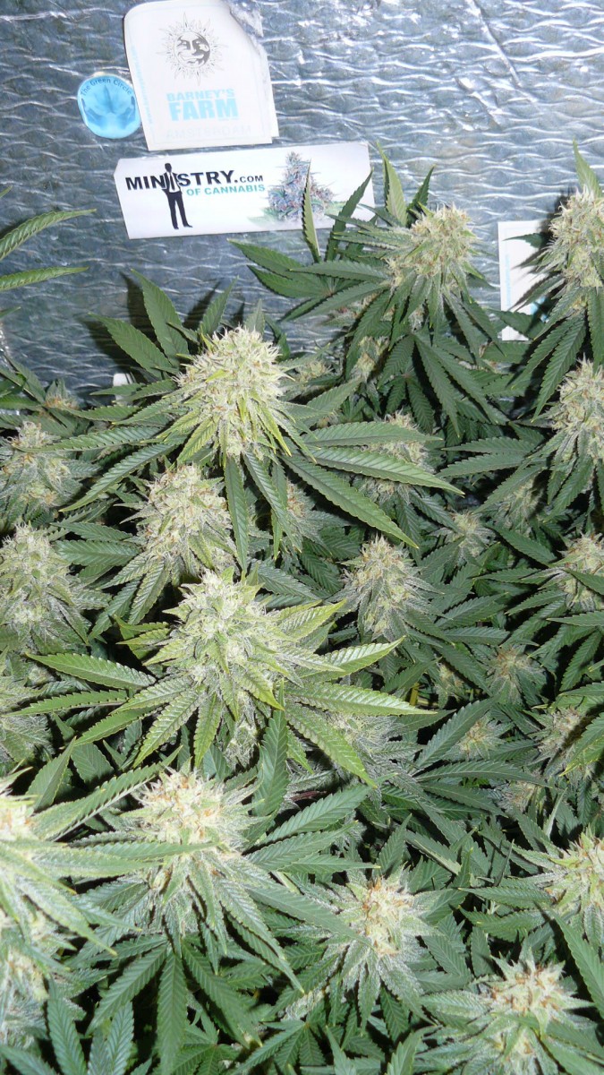 drobes 07 10 22 039