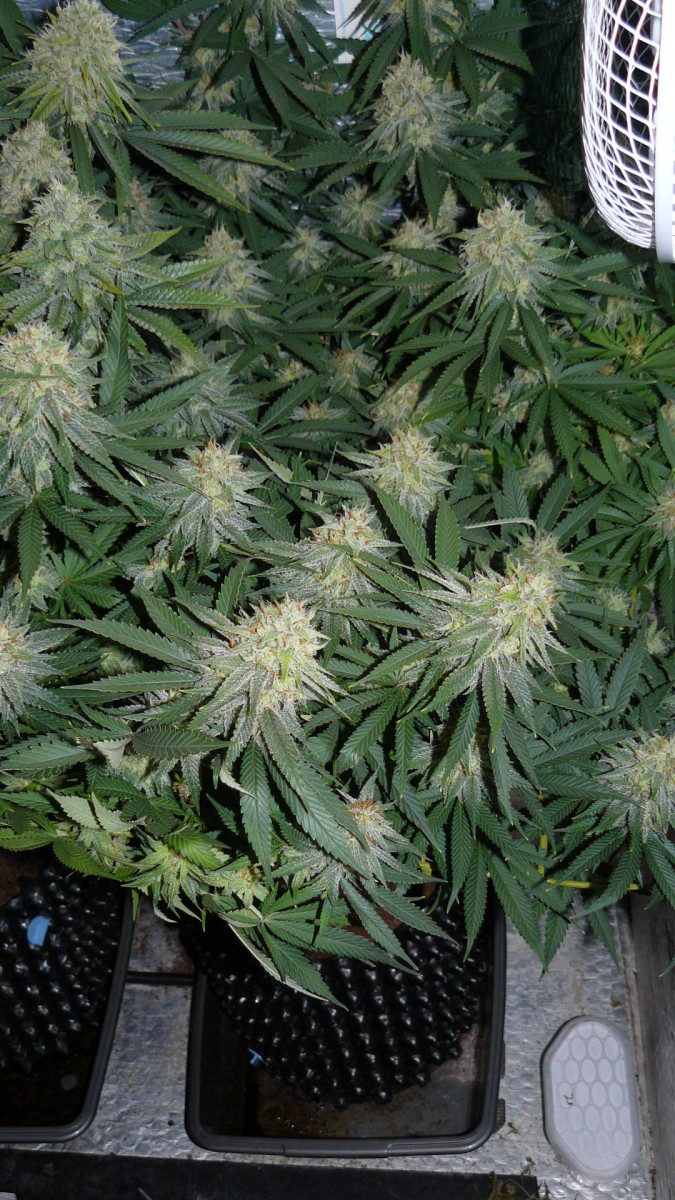 drobes 07 10 22 041